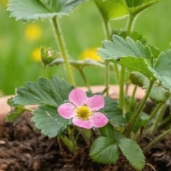 Zier-Erdbeere 'Pink Panda' - Rosa Blüten und süße Früchte