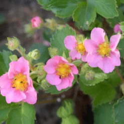 Zier-Erdbeere 'Pink Panda' - Rosa Blüten und süße Früchte