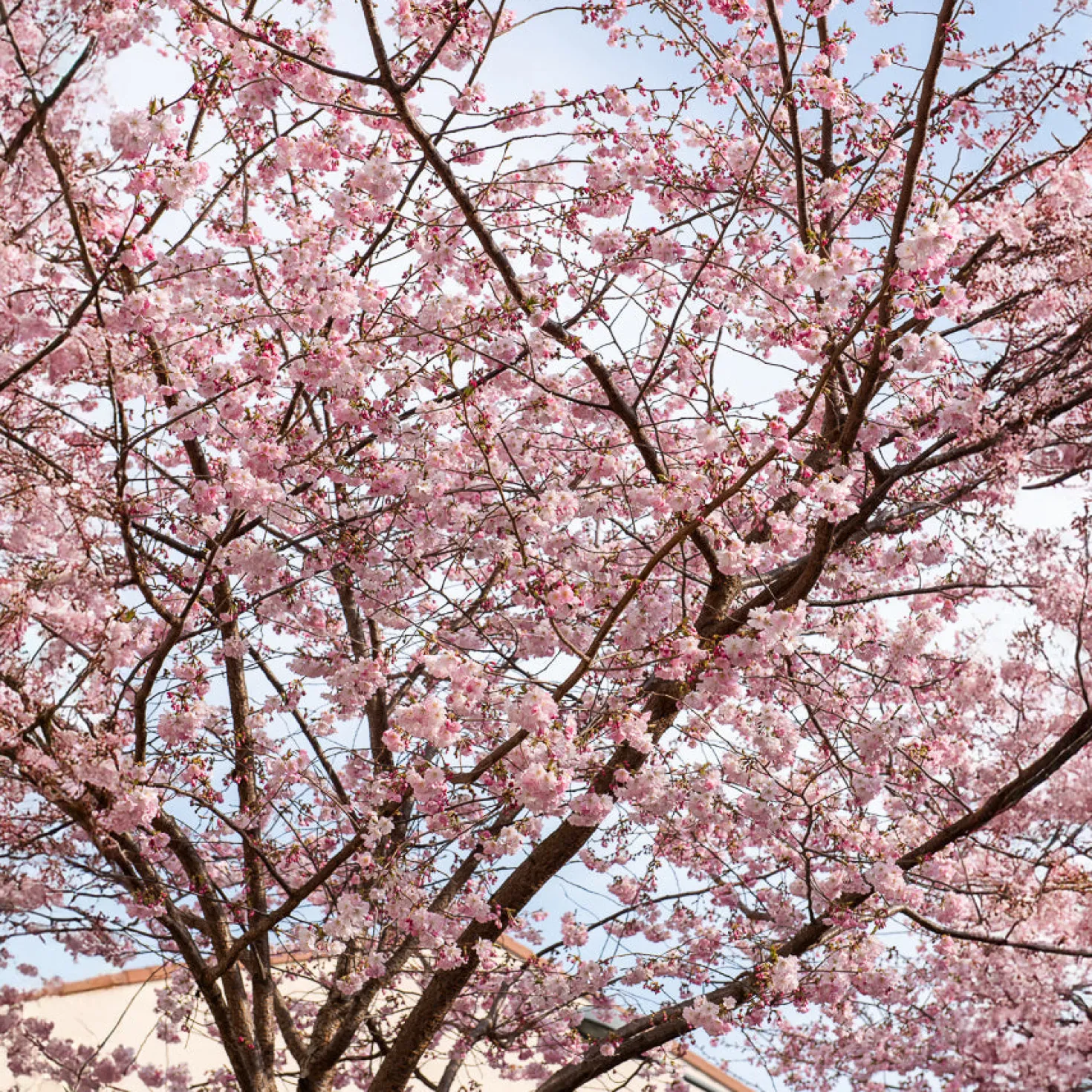 Zierkirsche 'Accolade' - Frühe Blütenpracht in Rosa