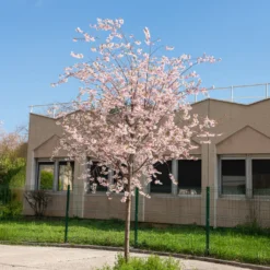 Zierkirsche 'Accolade' - Frühe Blütenpracht in Rosa
