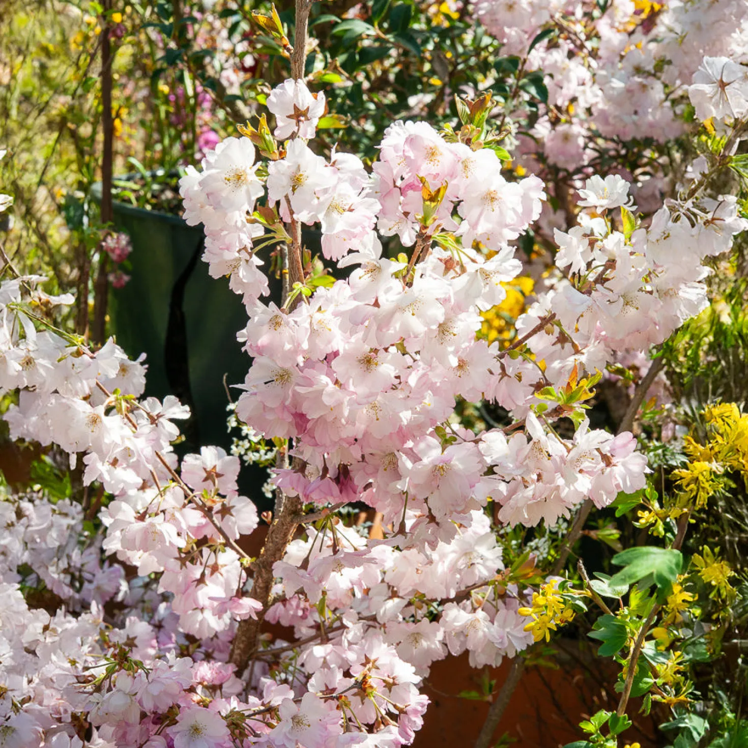 Zierkirsche 'Accolade' - Frühe Blütenpracht in Rosa