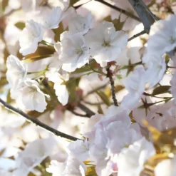 Zierkirsche ‘Sunset Boulevard’ - Rosa Blütenwolke im Frühling