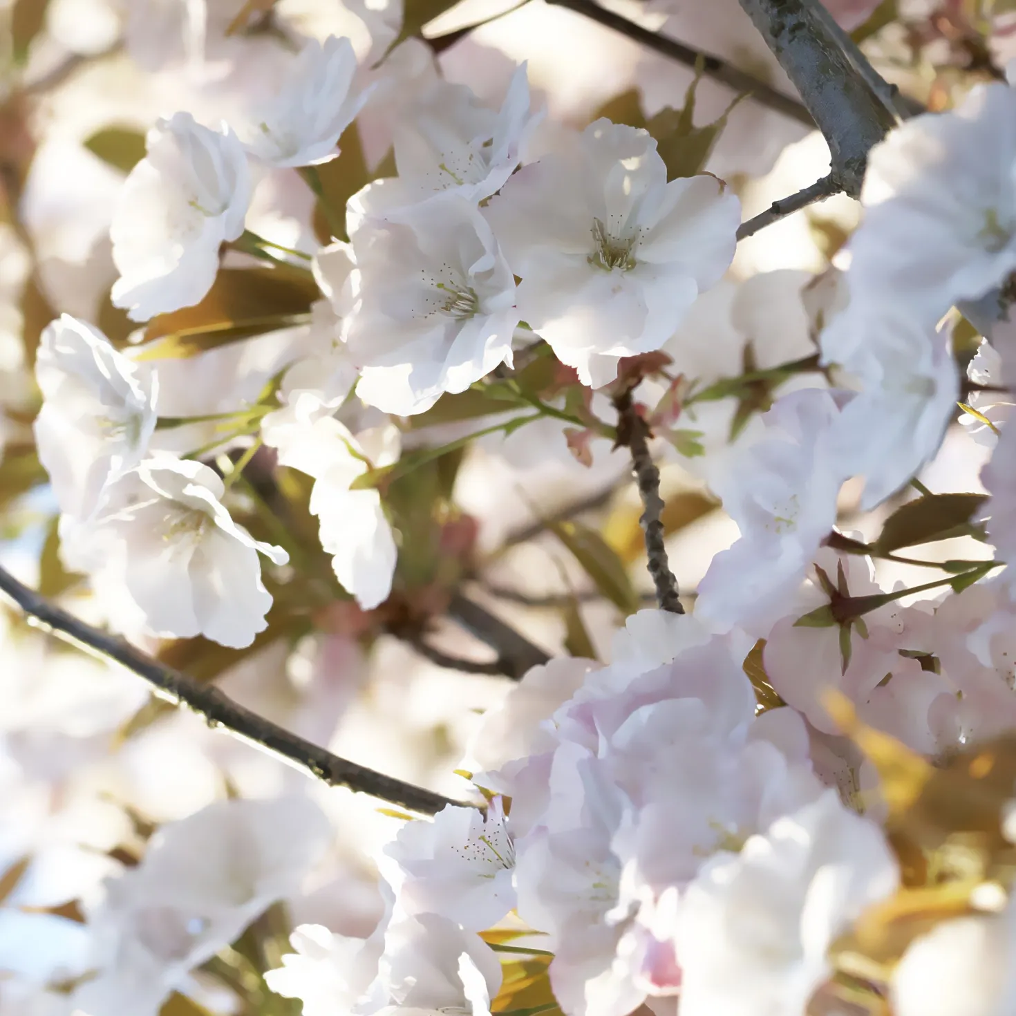 Zierkirsche ‘Sunset Boulevard’ - Rosa Blütenwolke im Frühling