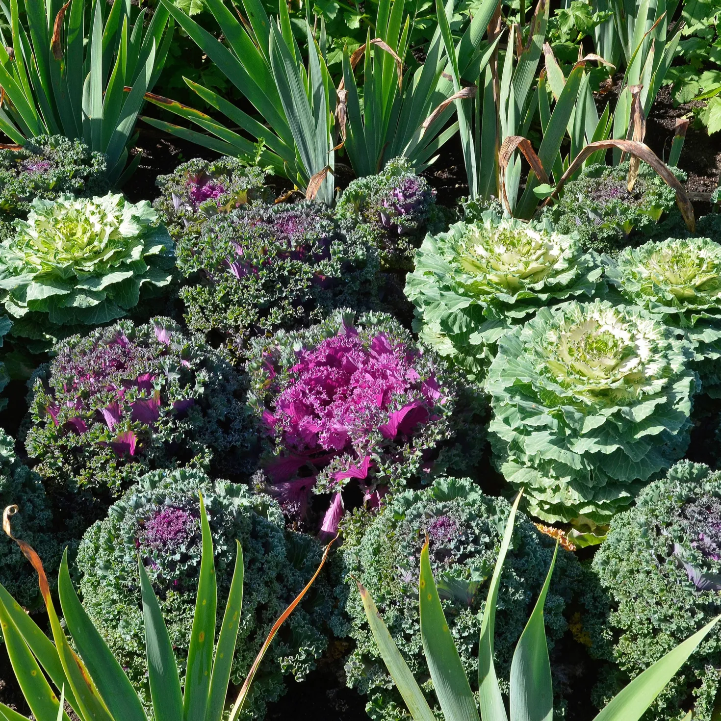 Zierkohl in Mischung (x3) - Farbe im Winterbeet