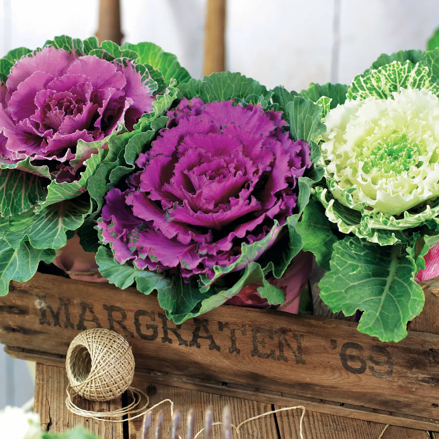 Zierkohl in Mischung (x3) - Farbe im Winterbeet