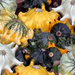 Zierkürbis ‘Dornenkrone’ Mischung - Bunte Herbstdeko selbst gezogen