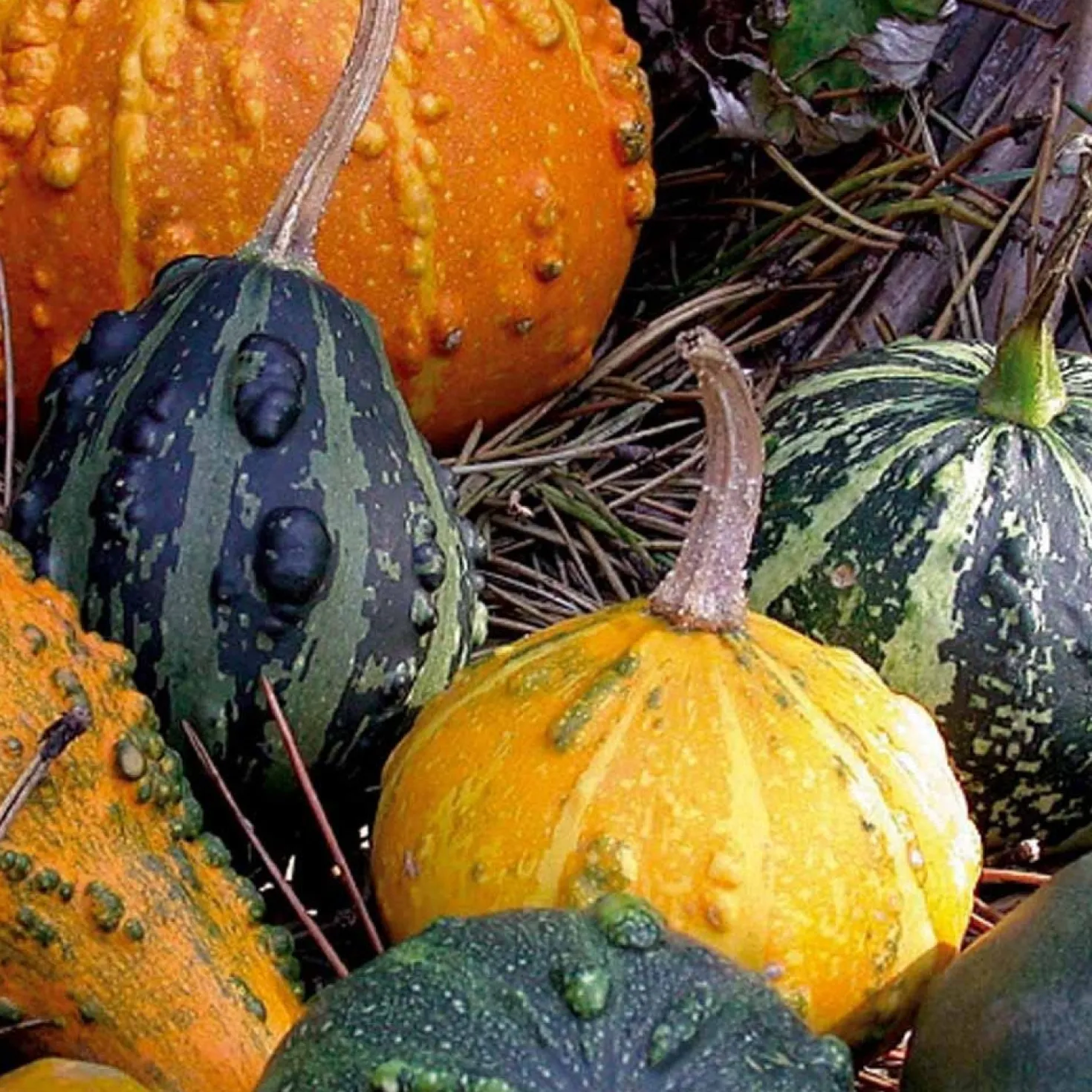 Zierkürbis kleinfrüchtige Mischung - Bunte Herbstdeko selbst geerntet