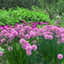 Zierlauch Lavender Bubbles - Lila Kugeln, wenig Pflege