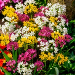 Zierlauch Mischung 'Happy Bulbs' (x25) - Bunte Blütenkugeln leicht gemacht