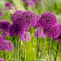 Zierlauch 'Purple Sensation' (x10) - Violette Kugeln im Beet