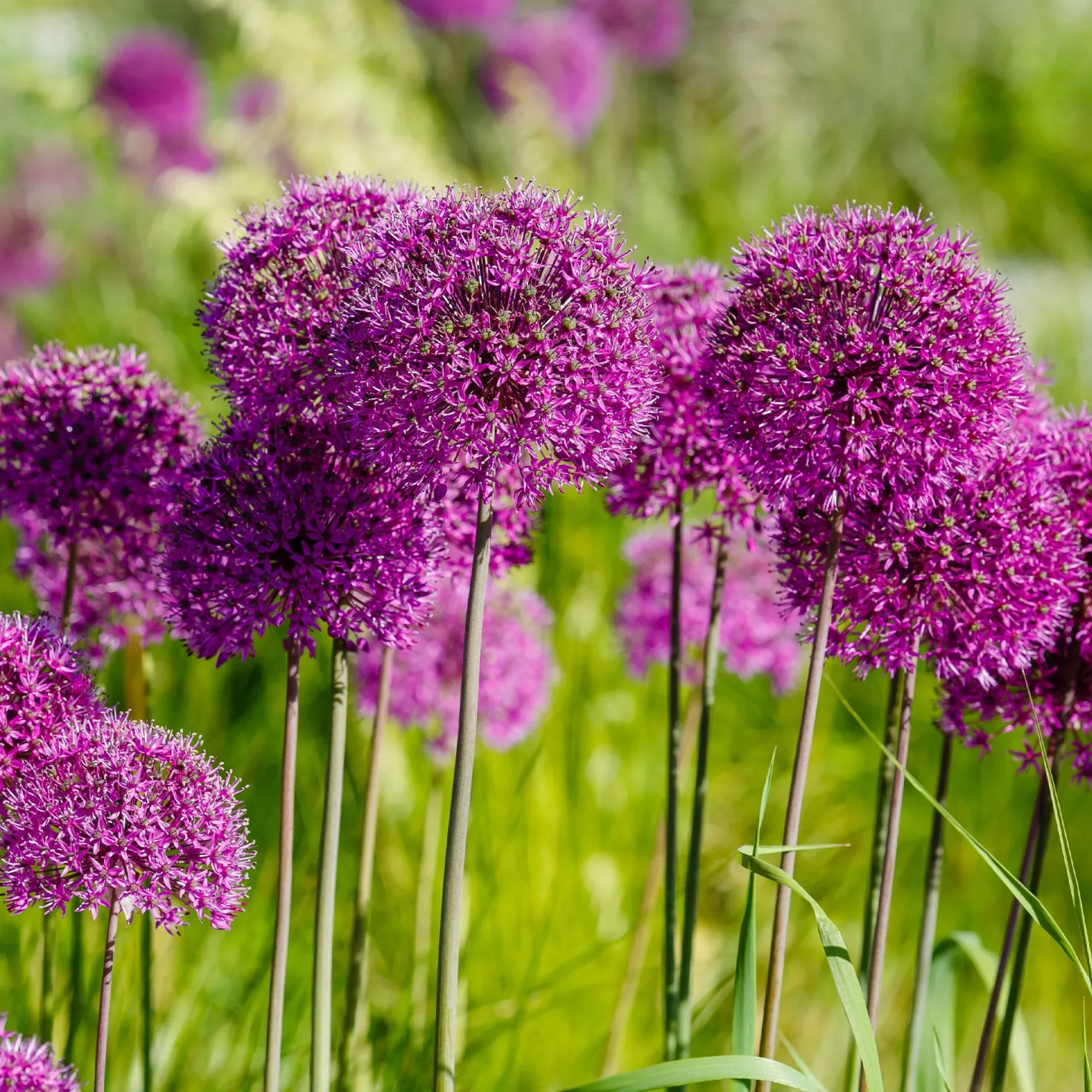 Zierlauch 'Purple Sensation' (x10) - Violette Kugeln im Beet