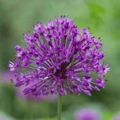 Zierlauch 'Purple Sensation' (x10) - Violette Kugeln im Beet