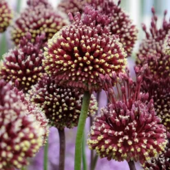 Zierlauch 'Red Mohican' (x2) - Rote Punker im Beet