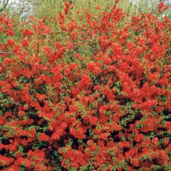 Zierquitte Texas Red - Rote Blüten schon ab März