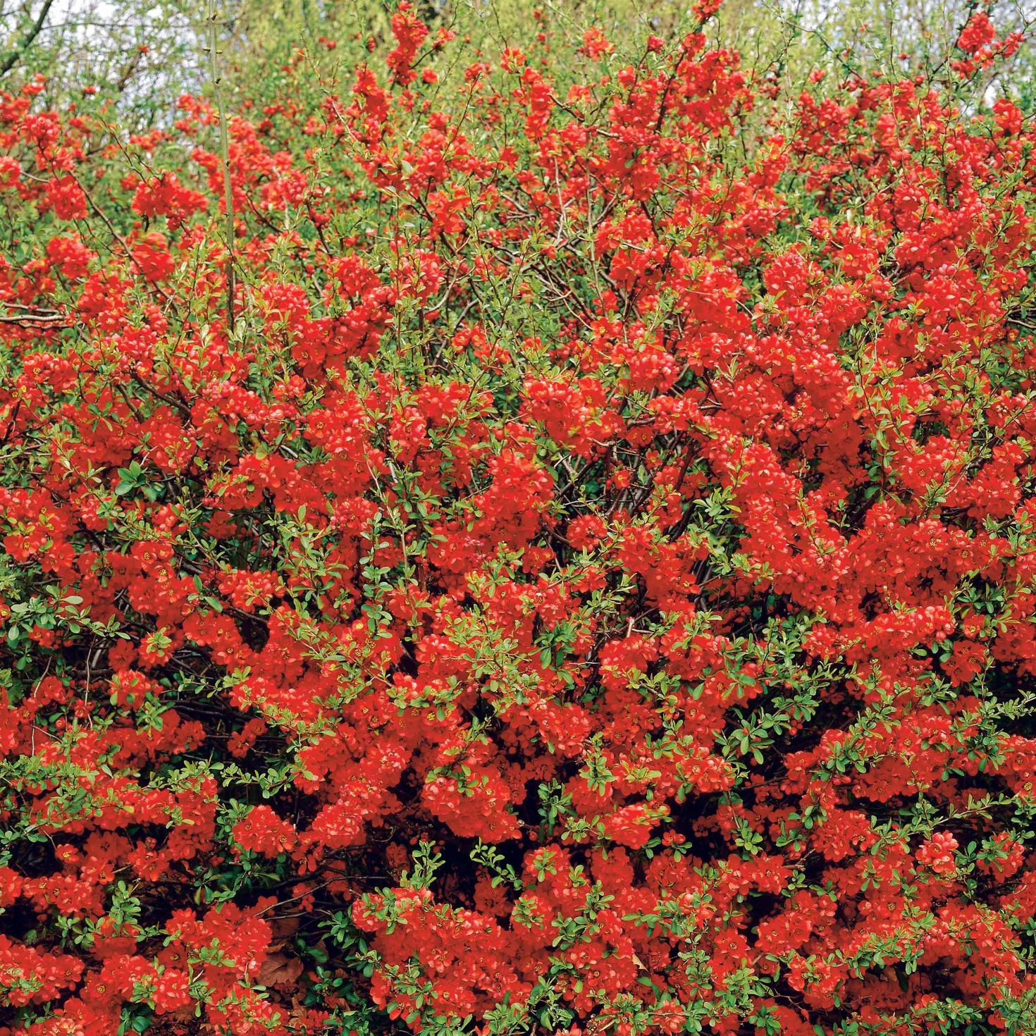 Zierquitte Texas Red - Rote Blüten schon ab März