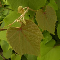 Zierwein ‚Sunningdale‘ - Feuerrot im Herbst