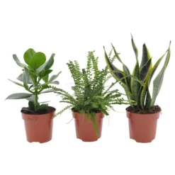 Zimmerpflanzen-Set für kleine Räume (x3) - Grün auf kleinstem Raum