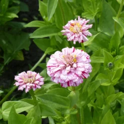 Zinnie 'Peppermint Stick' - Bunte Sommerblüten für die Vase