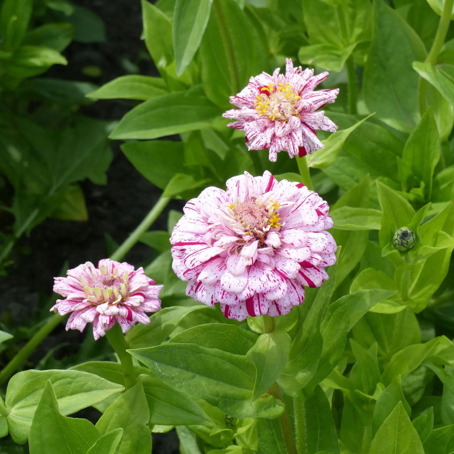 Zinnie 'Peppermint Stick' - Bunte Sommerblüten für die Vase