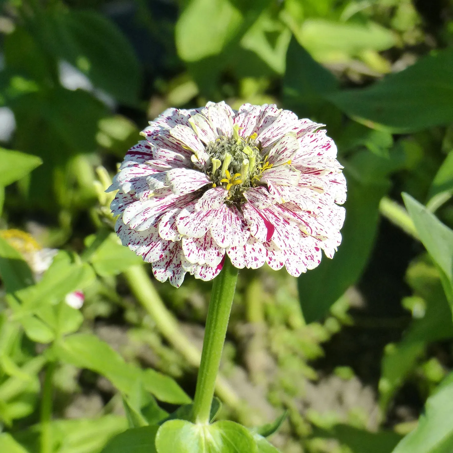 Zinnie 'Peppermint Stick' - Bunte Sommerblüten für die Vase