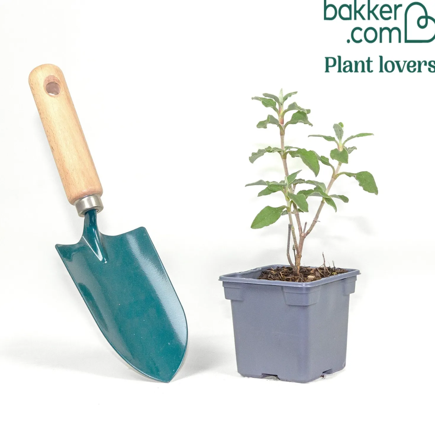 Zistrose Silver Pink - Blüten satt, kaum Pflege