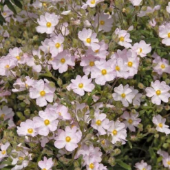 Zistrose Silver Pink - Blüten satt, kaum Pflege