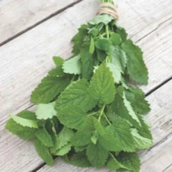 Zitronenmelisse Melissa officinalis - Frisch, zitronig, sofort da