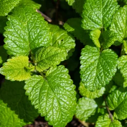 Zitronenmelisse Melissa officinalis - Frisch, zitronig, sofort da