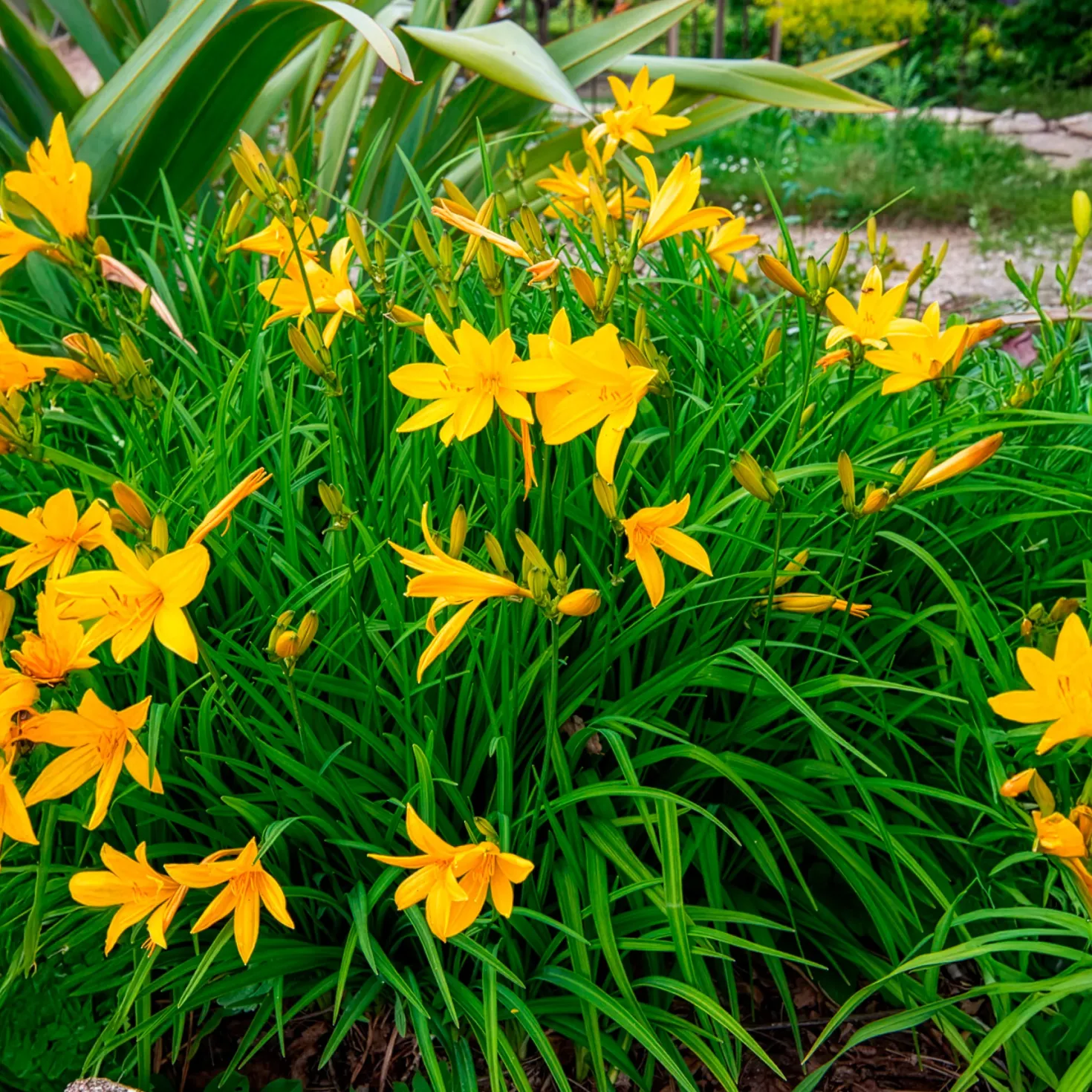 Zitronen-Taglilie - Duftende Blüten den ganzen Sommer