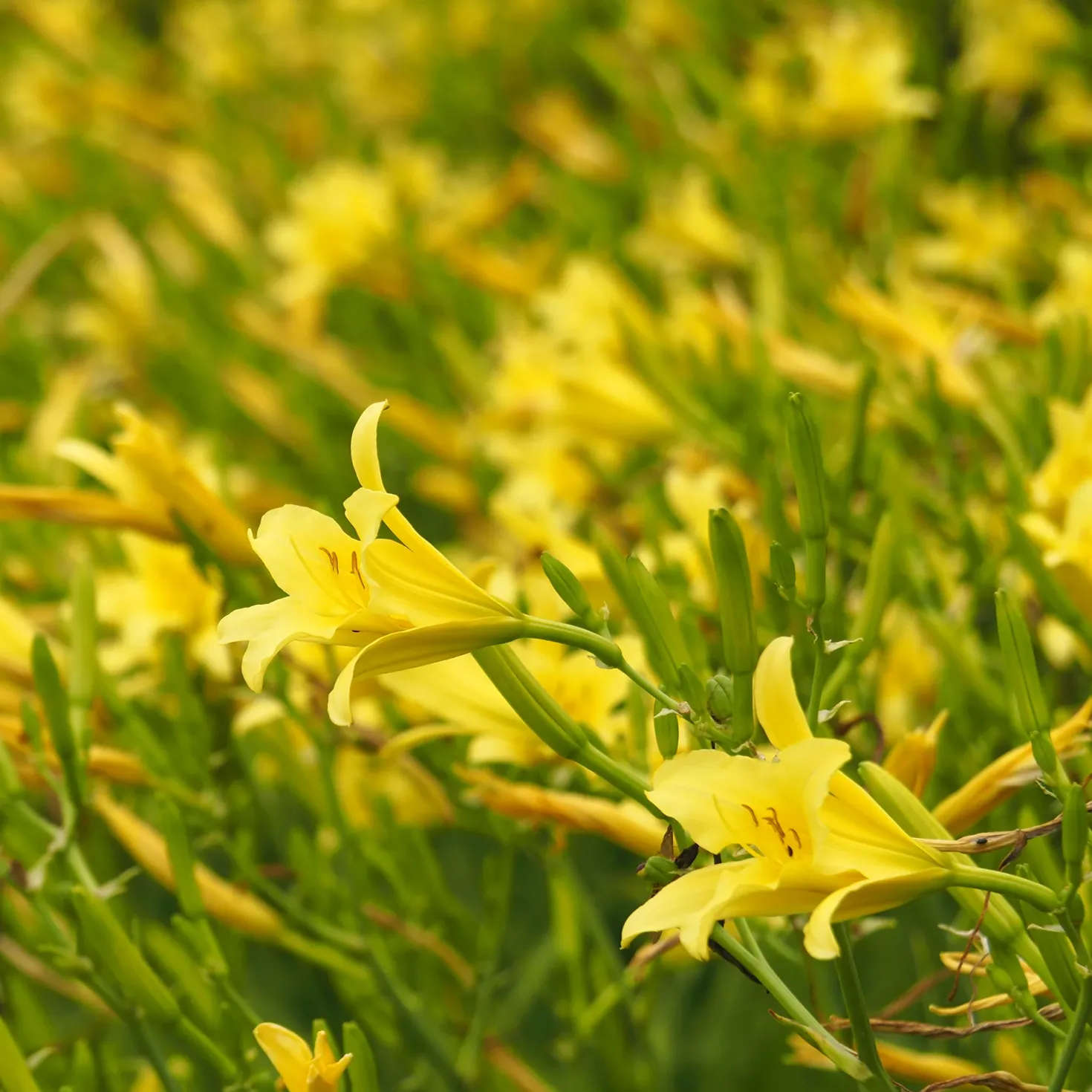 Zitronen-Taglilie - Duftende Blüten den ganzen Sommer