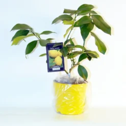 Zitrus-Kollektion Kumquat & Zitronenbaum (x2) - Zitrusduo, einzigartige Aromen
