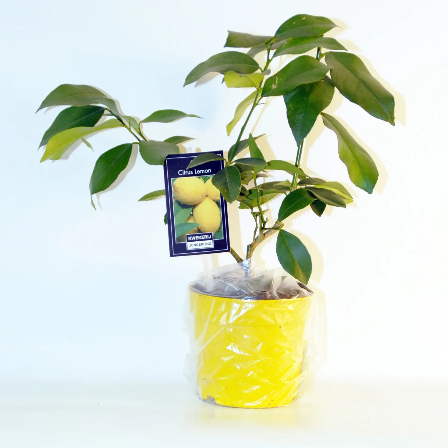Zitrus-Kollektion Kumquat & Zitronenbaum (x2) - Zitrusduo, einzigartige Aromen