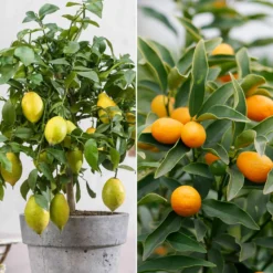 Zitrus-Kollektion Kumquat & Zitronenbaum (x2) - Zitrusduo, einzigartige Aromen