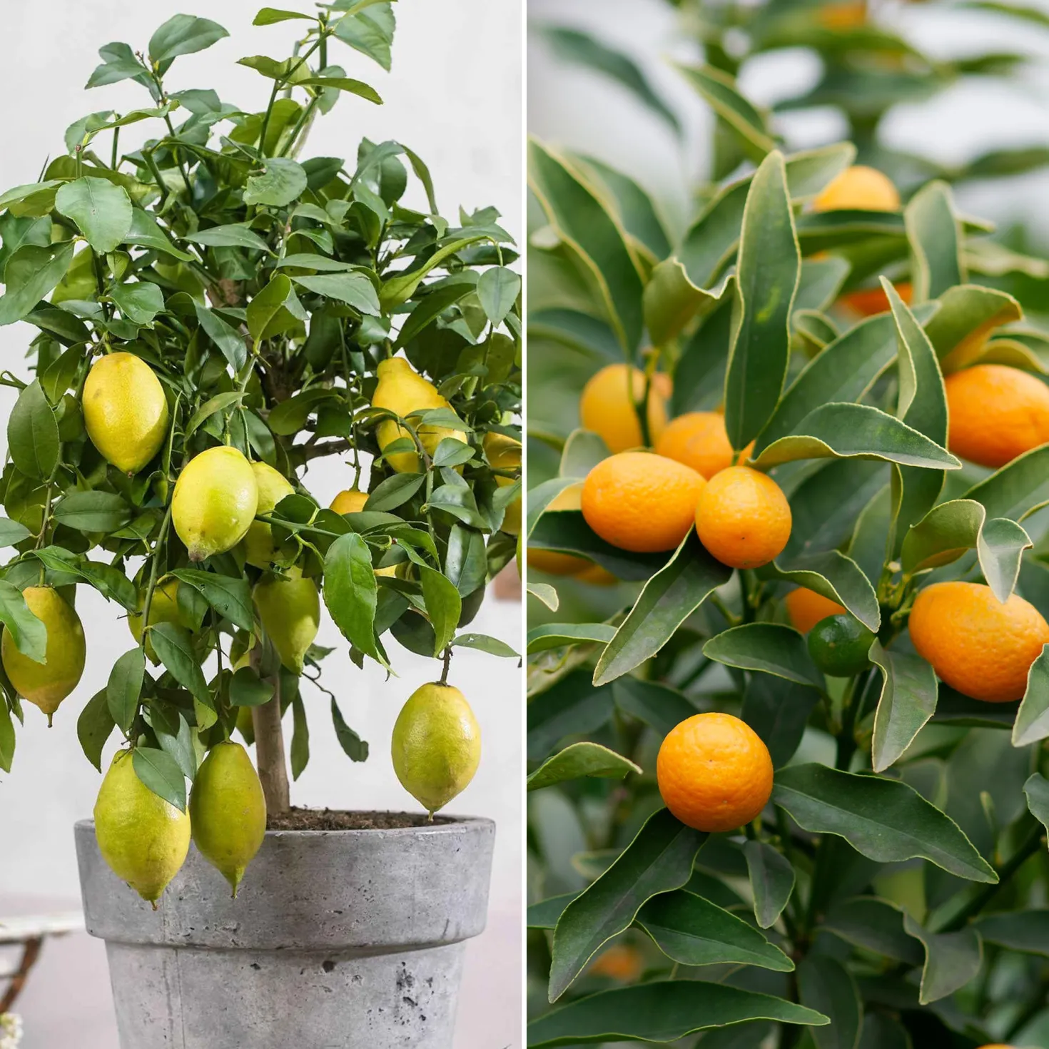 Zitrus-Kollektion Kumquat & Zitronenbaum (x2) - Zitrusduo, einzigartige Aromen