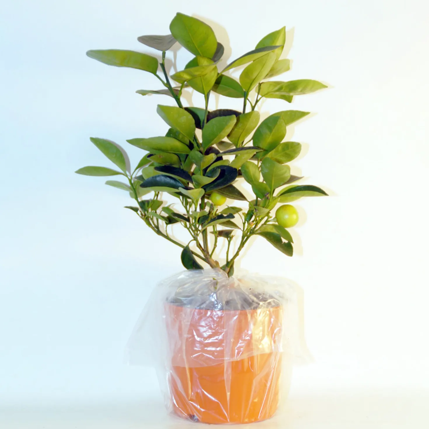 Zitrus-Kollektion Kumquat & Zitronenbaum (x2) - Zitrusduo, einzigartige Aromen