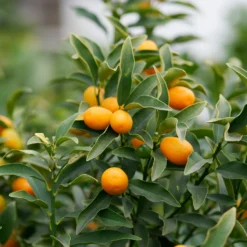 Zitrus-Kollektion Kumquat & Zitronenbaum (x2) - Zitrusduo, einzigartige Aromen