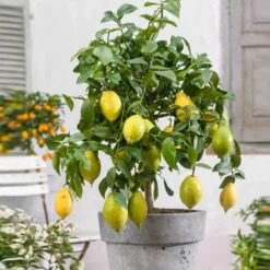 Zitrus-Kollektion Kumquat & Zitronenbaum (x2) - Zitrusduo, einzigartige Aromen