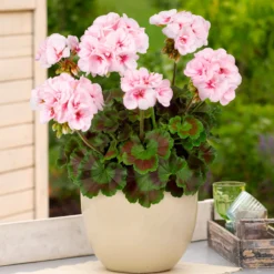 Zonal-Geranie Estelle - Rosa Blüten den ganzen Sommer