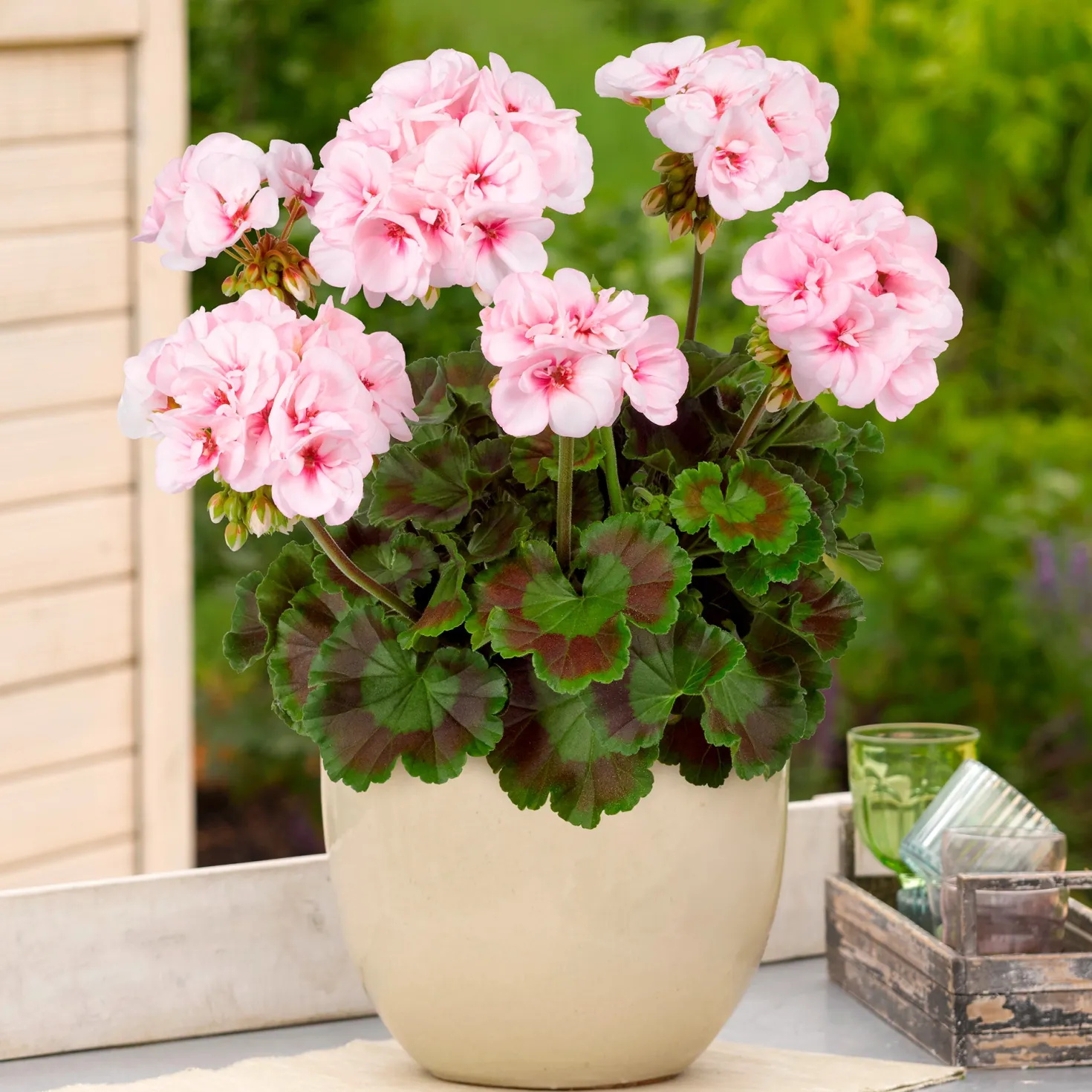 Zonal-Geranie Estelle - Rosa Blüten den ganzen Sommer