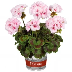 Zonal-Geranie Estelle - Rosa Blüten den ganzen Sommer