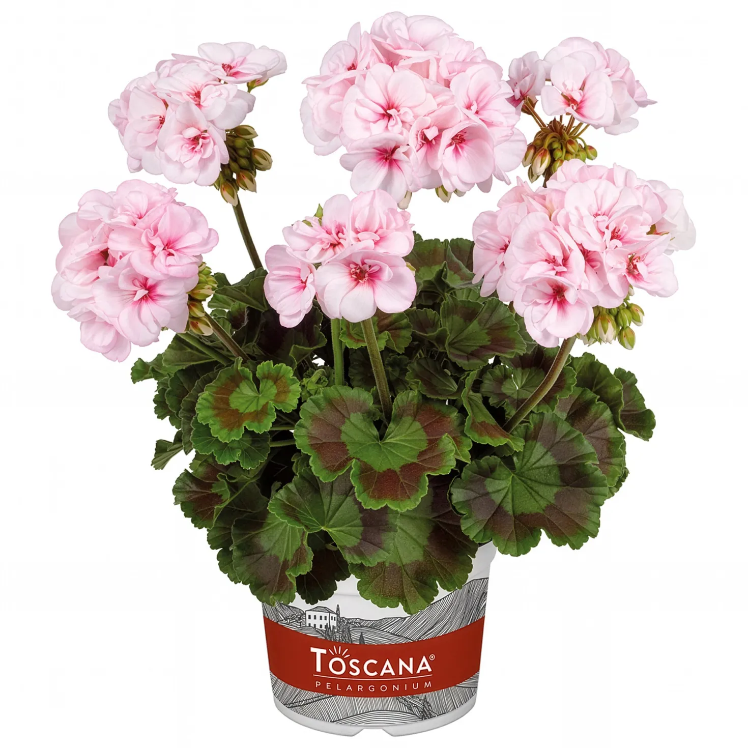 Zonal-Geranie Estelle - Rosa Blüten den ganzen Sommer