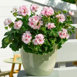 Zonal-Geranie Estelle - Rosa Blüten den ganzen Sommer