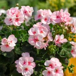 Zonal-Geranie Estelle - Rosa Blüten den ganzen Sommer