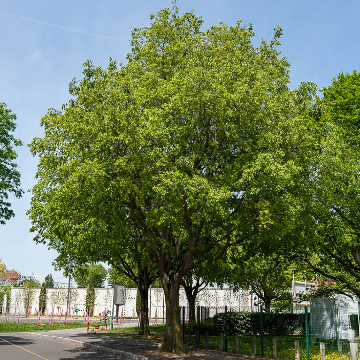 Zürgelbaum - Schattenbaum wie im Süden