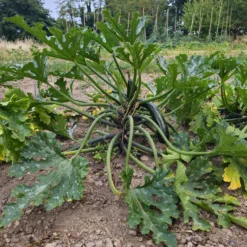 Zucchini 'Black Beauty' - Reiche Ernte den ganzen Sommer