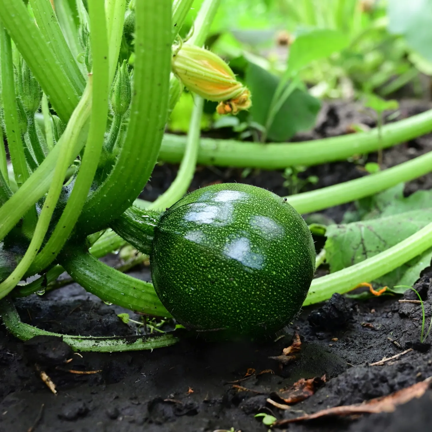 Zucchini Eight Ball F1 - Runde Zucchini, voller Genuss