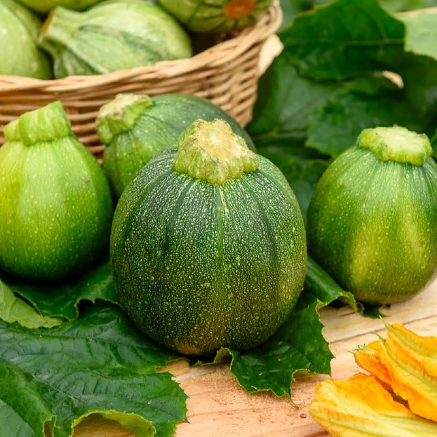 Zucchini Eight Ball F1 - Runde Zucchini, voller Genuss