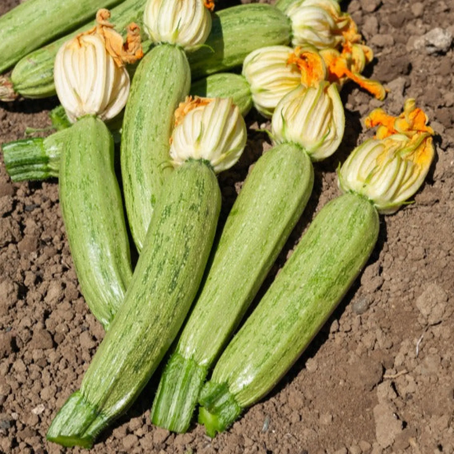 Zucchini ‘Grisette de Provence’ - Ernte ohne Ende