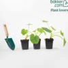 Zucchini ‘Lorea’ Pflanzen (x3) - Zucchini ohne Ende