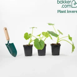 Zucchini ‘Lorea’ Pflanzen (x3) - Zucchini ohne Ende